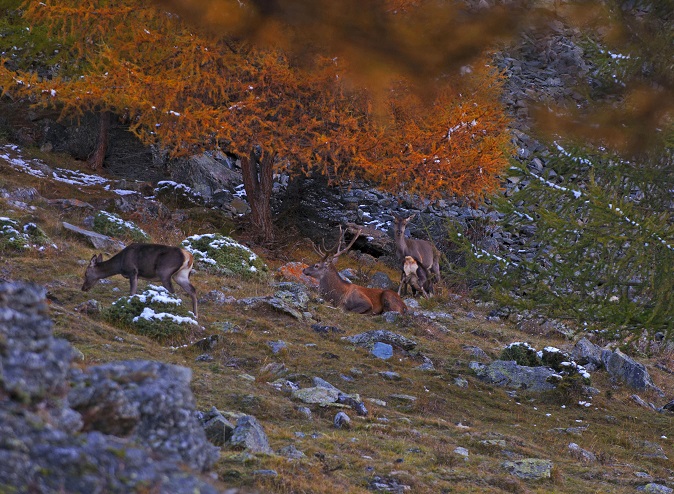 Cervi